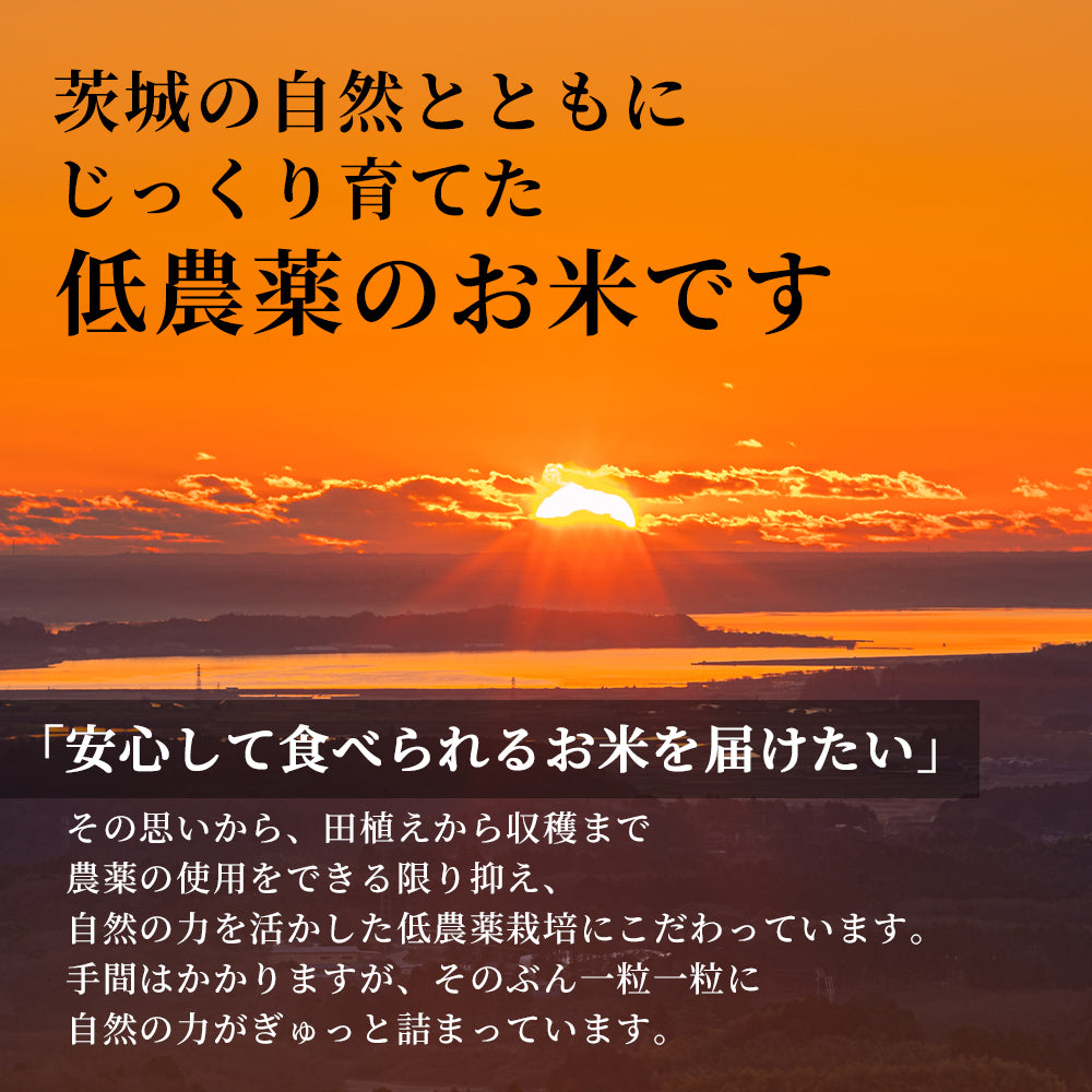 茨城県産 コシヒカリ 玄米